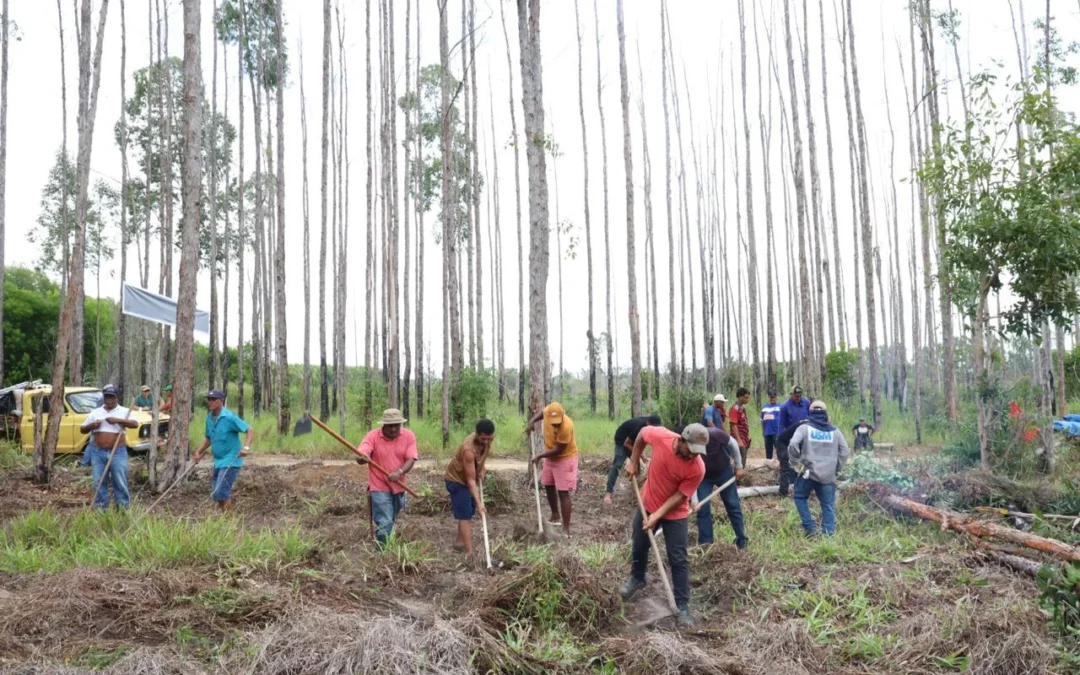 Famílias rurais ocupam terra da Suzano em Conceição da Barra