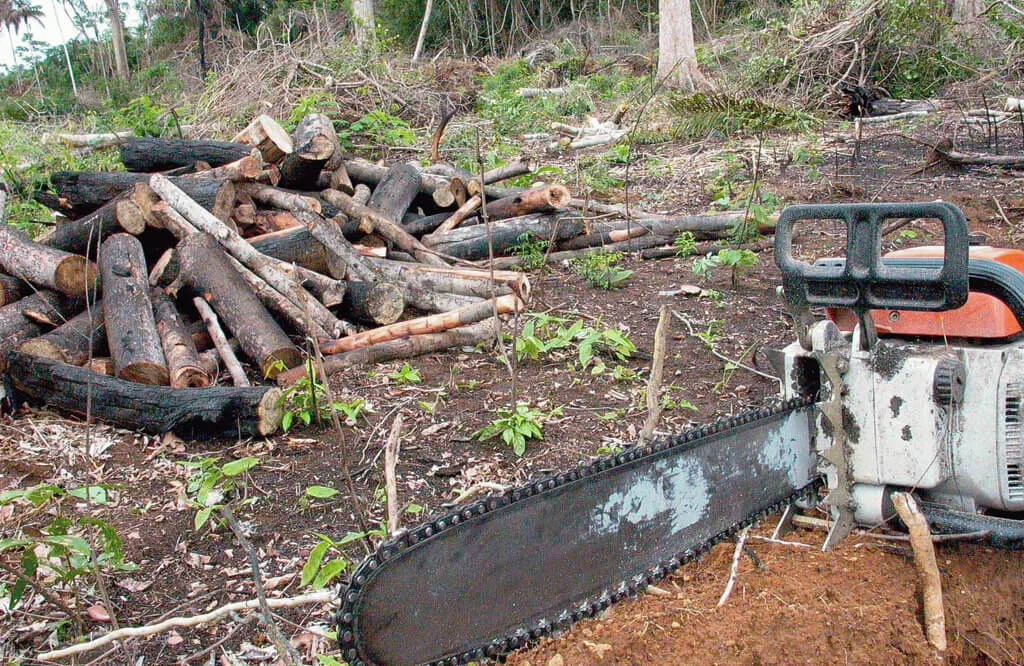 Bancos repassaram 165 milhões de reais a desmatadores da Amazônia Legal