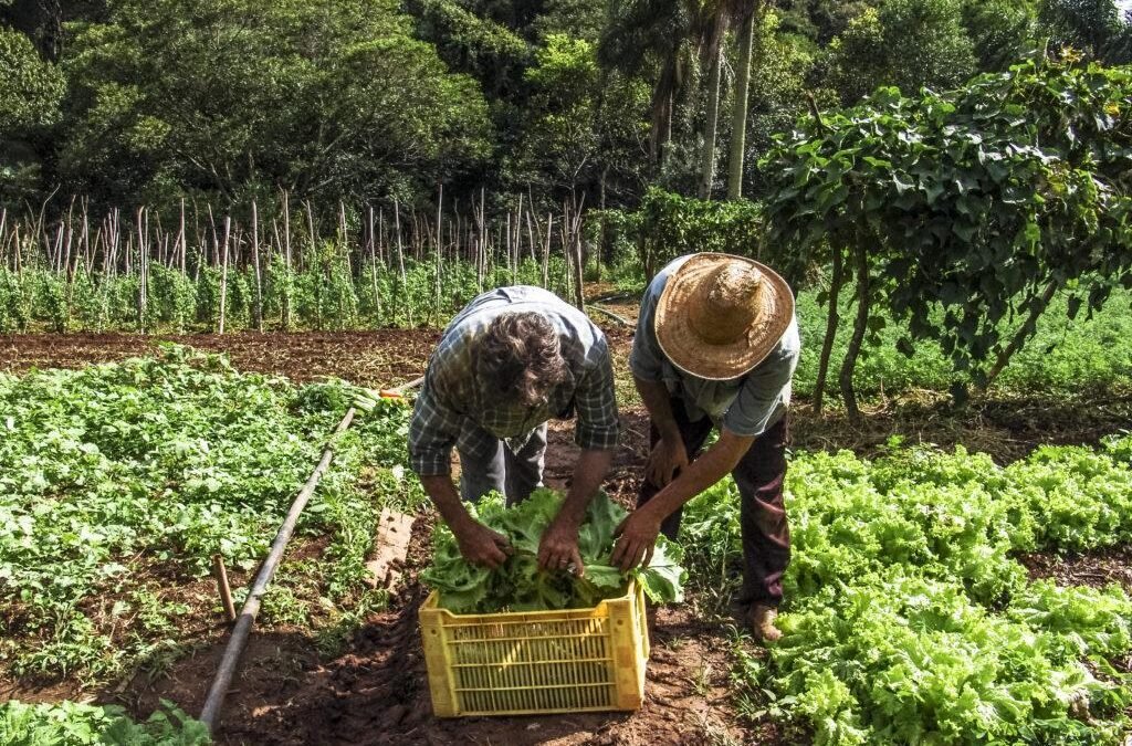 Banco do Brasil é peça-chave para fortalecer a agricultura familiar e garantir a produção de alimentos