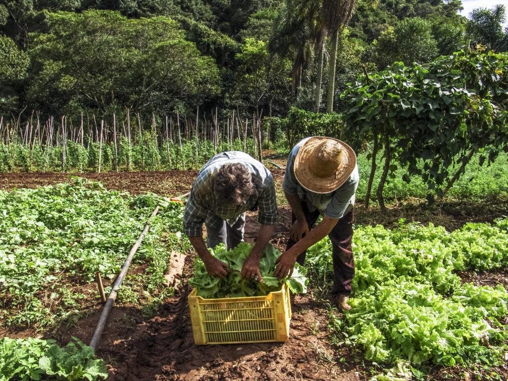 Banco do Brasil é peça-chave para fortalecer a agricultura familiar e garantir a produção de alimentos